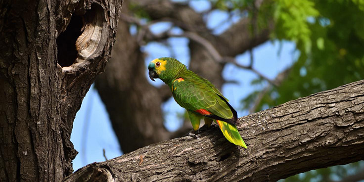 Aves